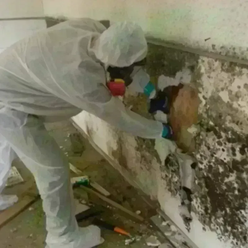 Mold Remediation and Removal in Portage, MI